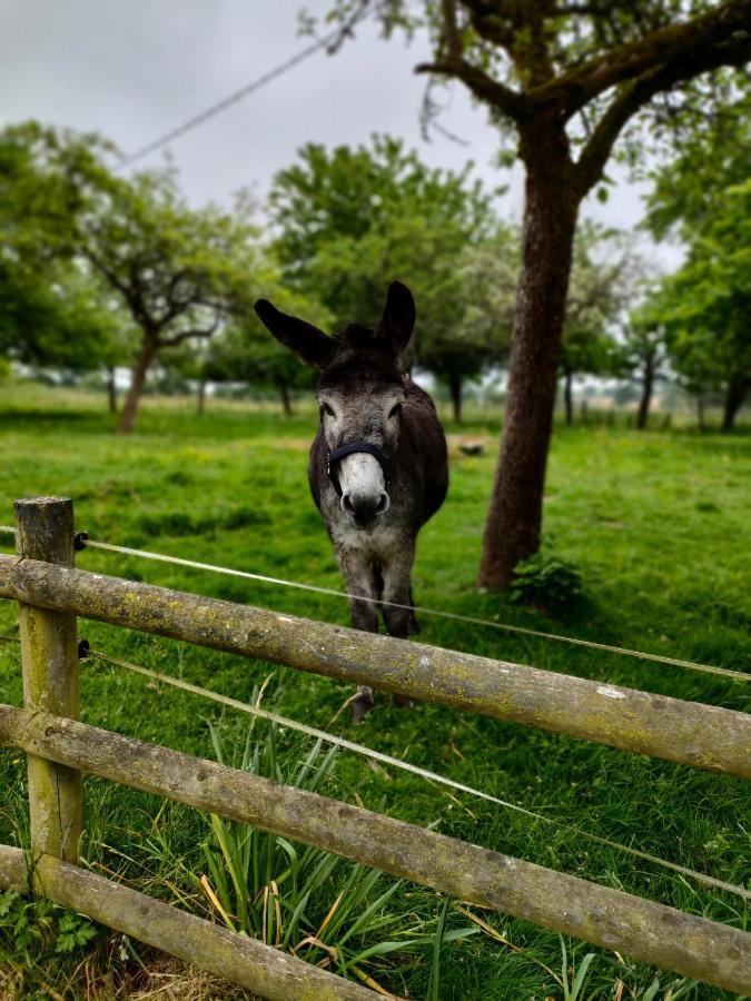 Appartamento Les Petits Champs Buais-les-Monts Esterno foto