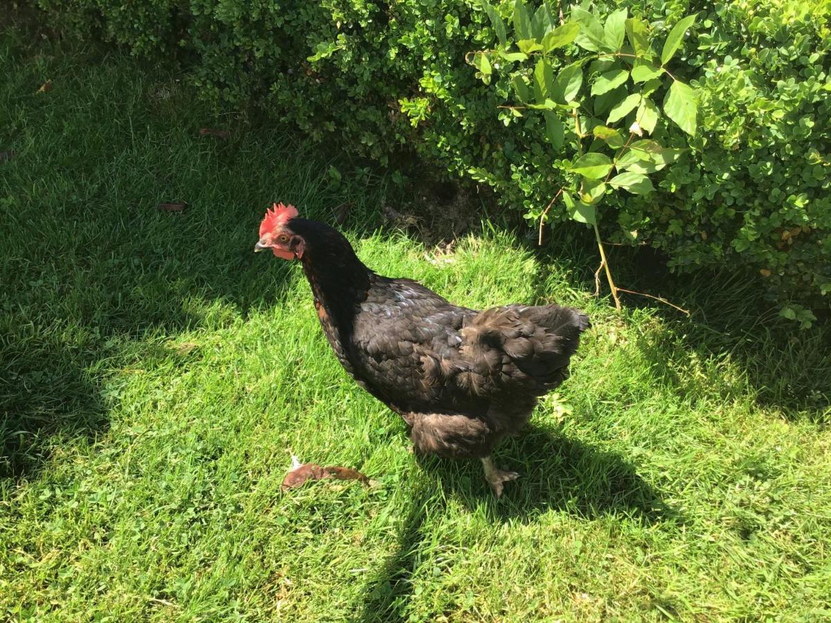 Appartamento Les Petits Champs Buais-les-Monts Esterno foto