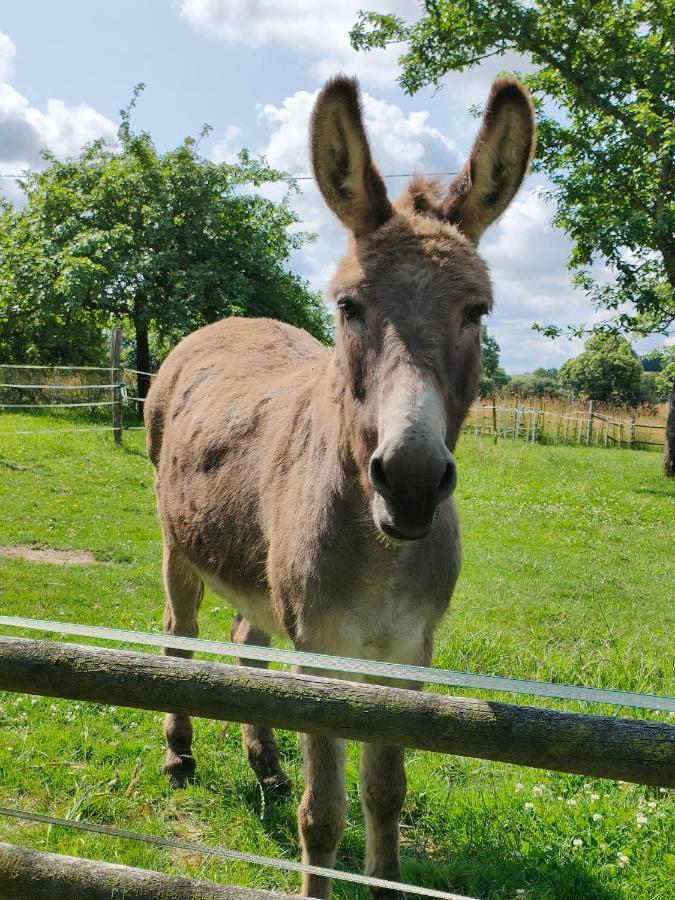 Appartamento Les Petits Champs Buais-les-Monts Esterno foto